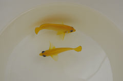 Centropyge flavissima