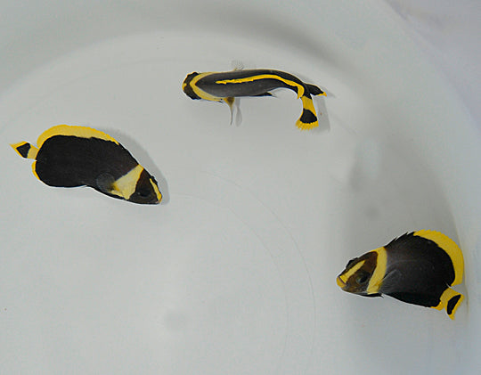 Chaetodontoplus melanosoma