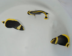Chaetodontoplus melanosoma