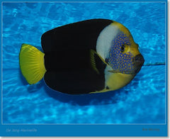 Chaetodontoplus meredithi (male)