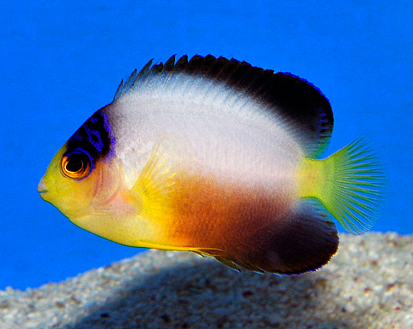 Centropyge multicolor
