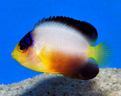 Centropyge multicolor