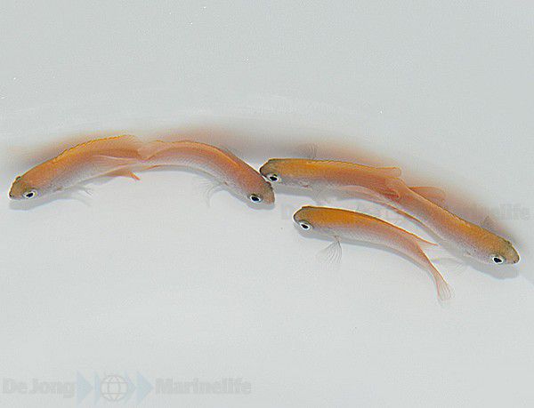 Chrysiptera rex