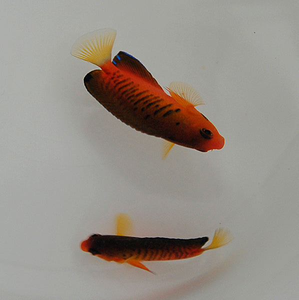 Centropyge shepardi