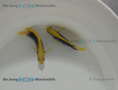 Chrysiptera starcki