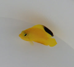 Centropyge woodheadi