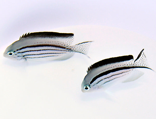 Genicanthus lamarck (pair)