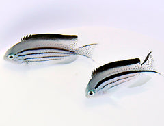 Genicanthus lamarck (pair)