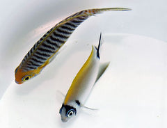 Genicanthus semifasciatus (female)