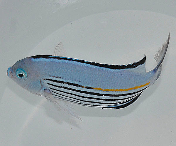Genicanthus watanabei (male)