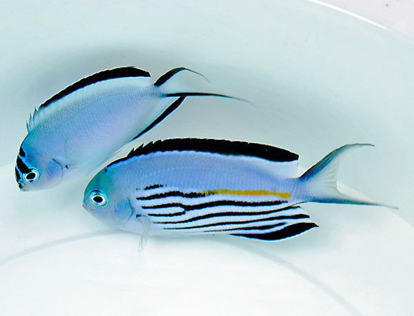 Genicanthus watanabei (pair)