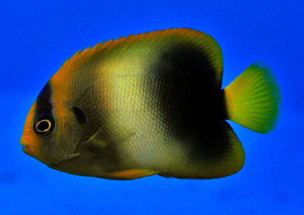 Holacanthus africanus