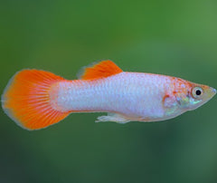 Poecilia ret.   Guppy pink tail M