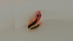 Lubbockichthys tanakai