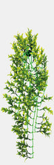 REPTO PLANT GREEN/YELLOW 70CM