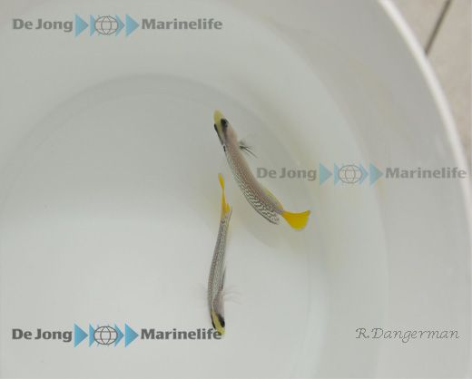 Manonichthys splendens
