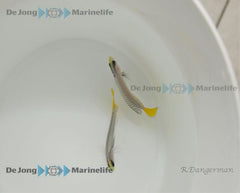 Manonichthys splendens