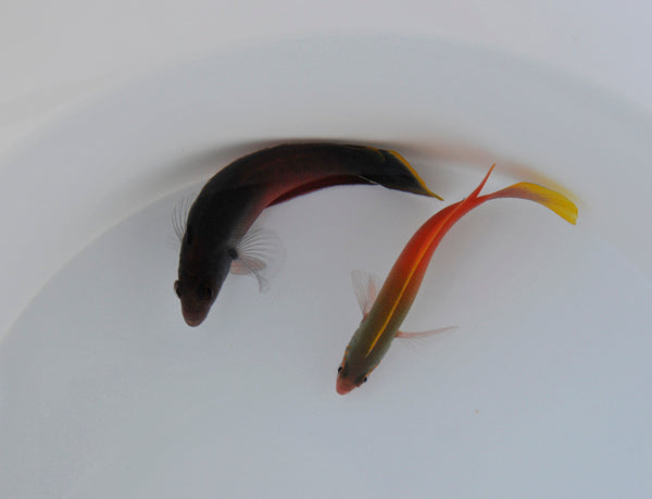 Ogilbyina novaehollandiae (male)