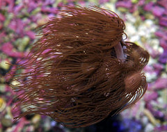 Acrozoanthus spp.