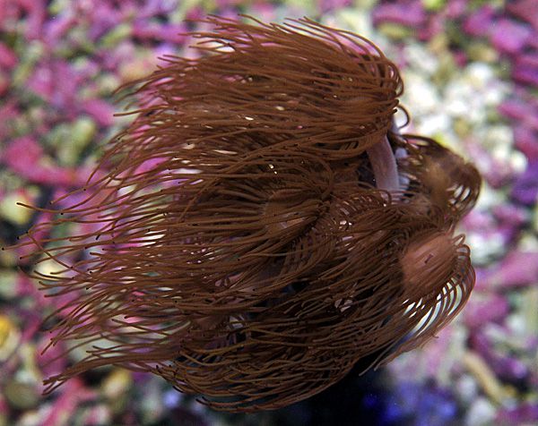 Acrozoanthus spp.