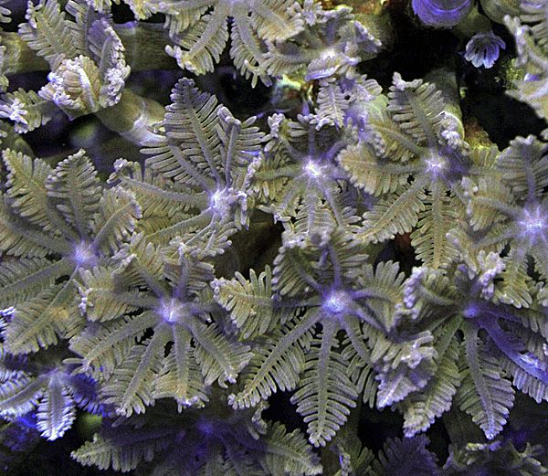Clavularia spp.