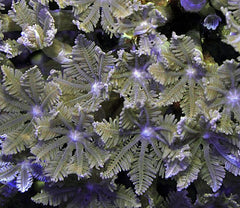Clavularia spp.