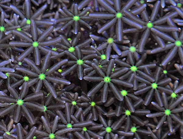 Knopia octocontacanalis
