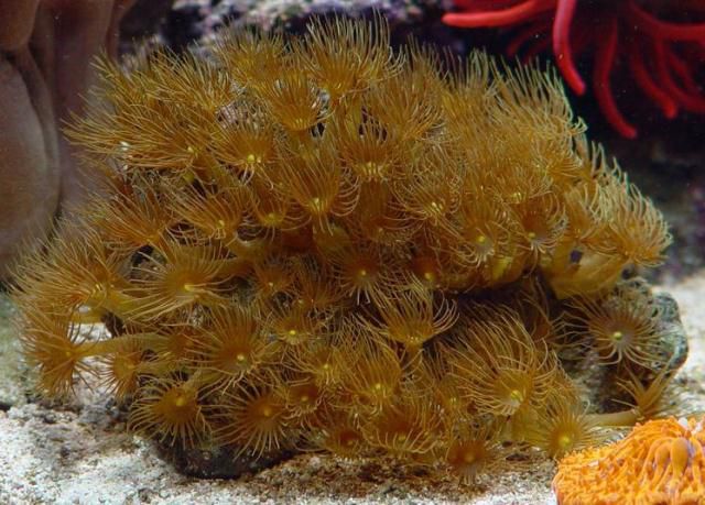 Parazoanthus gracilis (Yellow)
