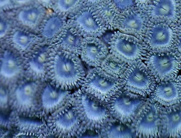 Zoanthus spp. (Blue) Caribbean