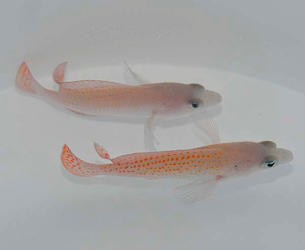 Pholidochromis cerasina