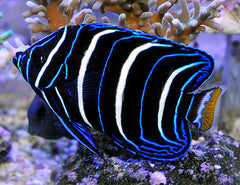 Pomacanthus chrysurus (Juvenile)
