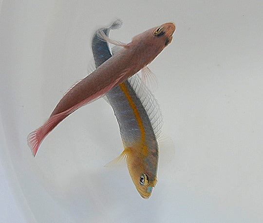 Pseudochromis cyanotaenia (male)