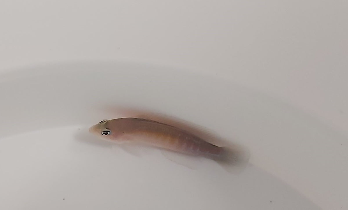 Pseudochromis cyanotaenia (male)