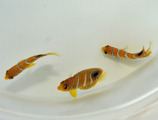 Pygoplites diacanthus (Pacific)