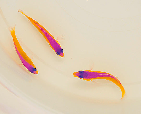 Pictichromis diadema