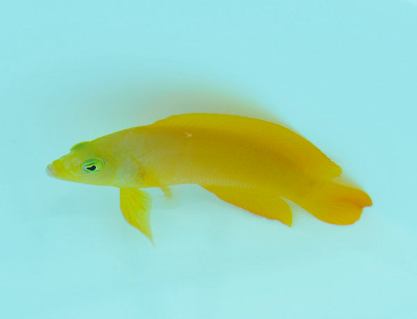 Pseudochromis fuscus
