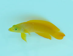 Pseudochromis fuscus