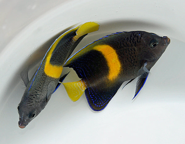 Pomacanthus maculosus