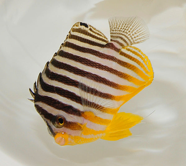 Paracentropyge multifasciata