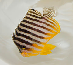 Paracentropyge multifasciata