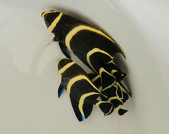 Pomacanthus paru