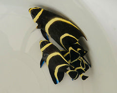 Pomacanthus paru