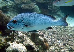Plectorhinchus picus