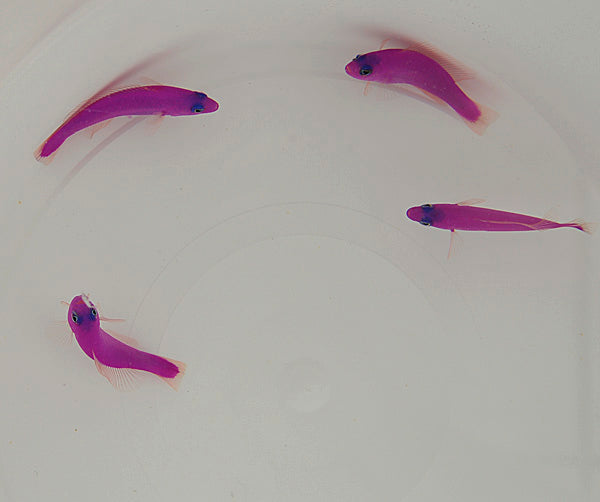 Pictichromis porphyrea