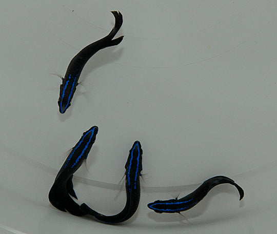 Pseudochromis springeri