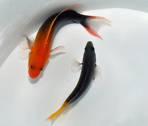 Pseudochromis steenei (pair)