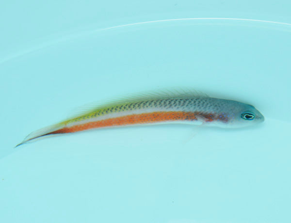 Pseudochromis tonozukai (male)