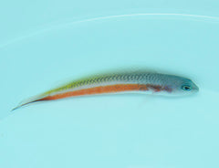 Pseudochromis tonozukai (male)