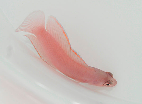Pseudoplesiops typus