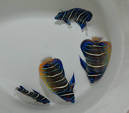 Pomacanthus xanthometopon (Juvenile)